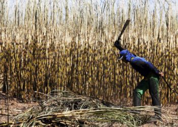 Primeira Seção define que empregado na lavoura de cana não é equiparado ao profissional de agropecuária