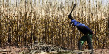 Primeira Seção define que empregado na lavoura de cana não é equiparado ao profissional de agropecuária