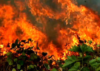 Partido ajuíza ação para questionar suposta omissão de autoridades em impedir desmatamento na Amazônia