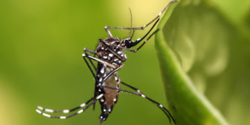 Pulverização aérea de inseticida contra Aedes aegypti precisa de aval de autoridades sanitária e ambiental, decide STF