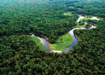Deputada não consegue liminar para garantir amplo acesso público a dados sobre Amazônia