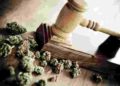Juiz Federal do RN concede salvo conduto para aquisição da Cannabis