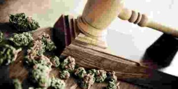 Juiz Federal do RN concede salvo conduto para aquisição da Cannabis