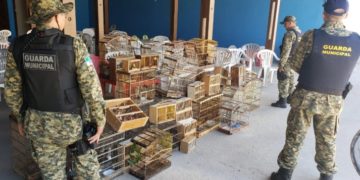 Operação da Guarda Municipal resgata 214 pássaros silvestres em feira livre de Natal