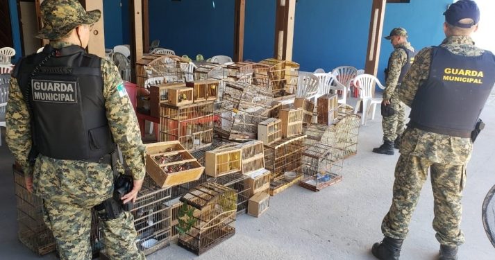 Operação da Guarda Municipal resgata 214 pássaros silvestres em feira livre de Natal