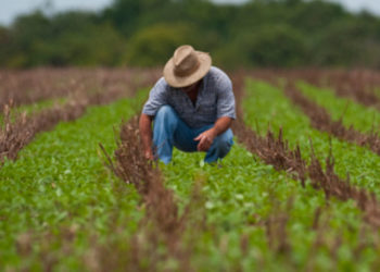 Suspensos atos de constrição e expropriação de bens em caso de recuperação judicial de produtor rural