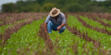 Suspensos atos de constrição e expropriação de bens em caso de recuperação judicial de produtor rural