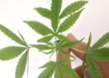 Fabricação e venda de produtos derivados da cannabis entram em vigor