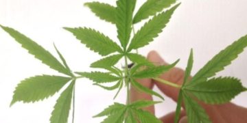 Fabricação e venda de produtos derivados da cannabis entram em vigor