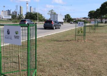Planta Natal atinge marca de 4 mil mudas plantadas e fortalece ações de parcerias