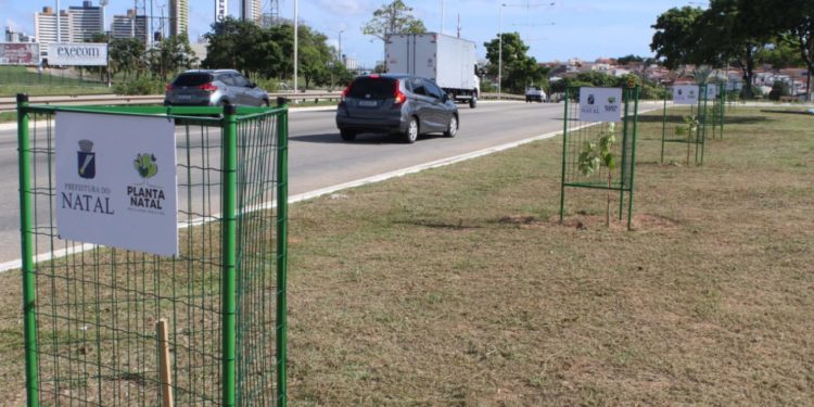 Planta Natal atinge marca de 4 mil mudas plantadas e fortalece ações de parcerias