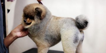 Comentários de cliente em rede social não geram indenização a Pet Shop