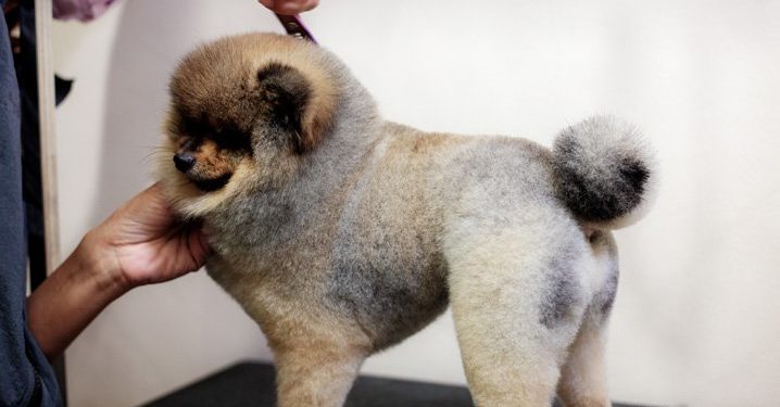 Comentários de cliente em rede social não geram indenização a Pet Shop