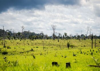 Forças Armadas estão autorizadas a combater o desmatamento