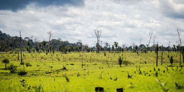 Forças Armadas estão autorizadas a combater o desmatamento