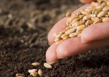 Importadora que revende sementes com isenção não tem direito a créditos de ICMS