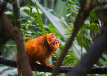 Erro na concessão de licença não isenta empresa de pagar pelo dano ambiental