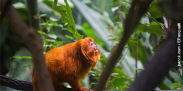 Erro na concessão de licença não isenta empresa de pagar pelo dano ambiental