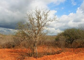 MPF quer impedir retrocesso na preservação de área ambiental no Vale do Açu (RN)