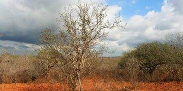 MPF quer impedir retrocesso na preservação de área ambiental no Vale do Açu (RN)