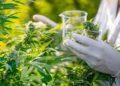 Justiça estadual deve decidir sobre salvo-conduto para plantio e porte de maconha para uso medicinal