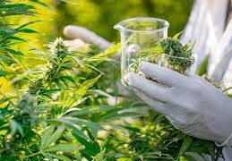 Justiça estadual deve decidir sobre salvo-conduto para plantio e porte de maconha para uso medicinal