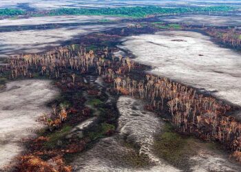 Política ambiental do governo prejudica o Brasil, avaliam senadores