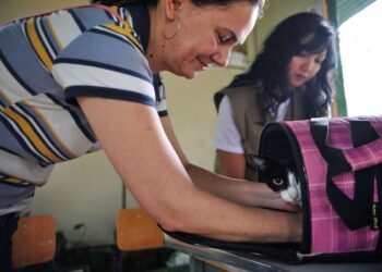 Penas para quem maltratar animais é ampliada pelo Senado Federal