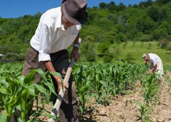 Pequena propriedade rural é impenhorável para pagamento de dívidas