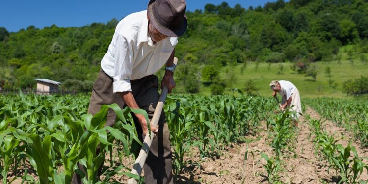 Pequena propriedade rural é impenhorável para pagamento de dívidas