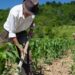 Pequena propriedade rural é impenhorável para pagamento de dívidas
