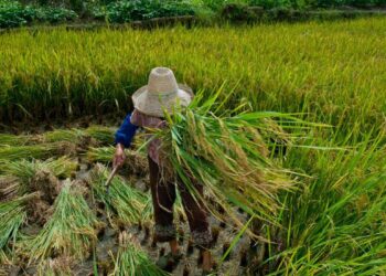 MPT: trabalho escravo é um círculo vicioso que deve ser quebrado