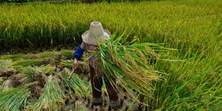 MPT: trabalho escravo é um círculo vicioso que deve ser quebrado