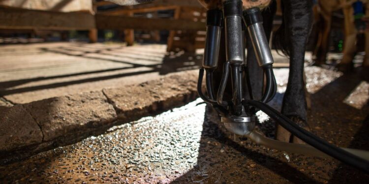 Câmara aprova projeto que cria cota para leite nacional na merenda