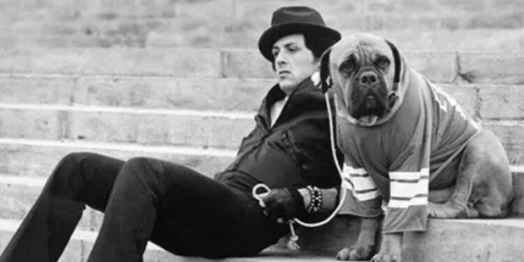 Lições de Rocky Balboa