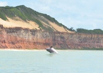 MPF cobra proteção dos golfinhos que habitam reserva ambiental localizada em Pipa