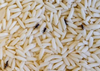 Segunda Seção define que corpo estranho em alimento gera dano moral mesmo sem ingestão