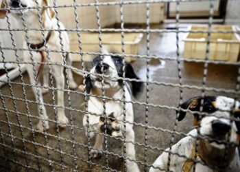 Sancionada lei que proíbe eutanásia de cães e gatos de rua