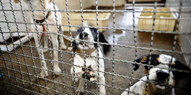 Sancionada lei que proíbe eutanásia de cães e gatos de rua