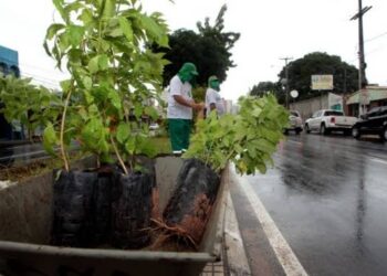 Planta Natal terá plantio de 100 árvores por dia