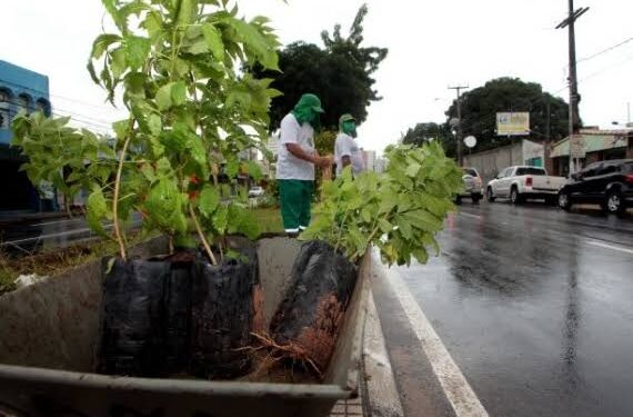 Planta Natal terá plantio de 100 árvores por dia