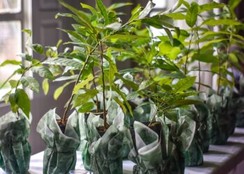 Planta Natal dá início a ação planejada de revegetação da capital