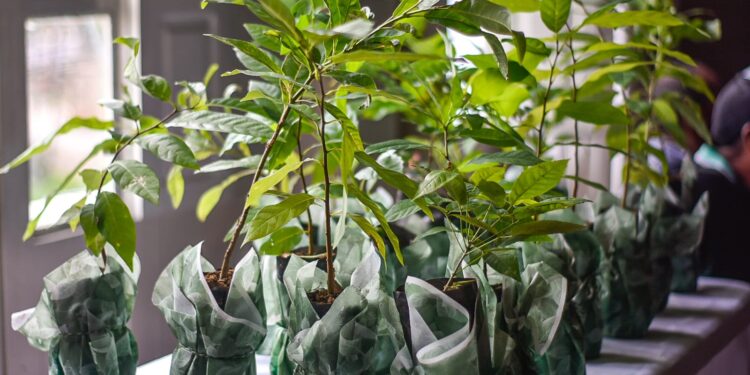 Planta Natal dá início a ação planejada de revegetação da capital