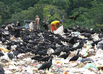 MPRN entra na Justiça para exigir que município de João Câmara tome providências contra a criação de animais em lixão