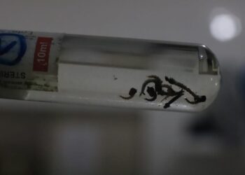 Natal decreta situação de emergência em virtude do aumento de casos de arboviroses