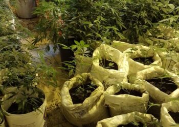 Polícia Civil apreende 200 plantas de maconha e prende cinco suspeitos em Ponta Negra