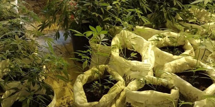 Polícia Civil apreende 200 plantas de maconha e prende cinco suspeitos em Ponta Negra