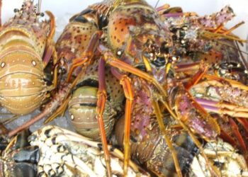 MPF é contrário à redução do período de defeso da lagosta