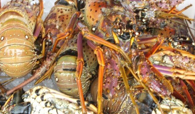 MPF é contrário à redução do período de defeso da lagosta