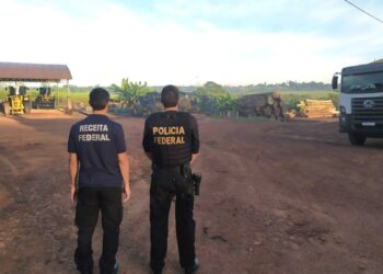 Operação Micélio combate comercialização e transporte ilegal de madeiras do Pará para o RN e PB